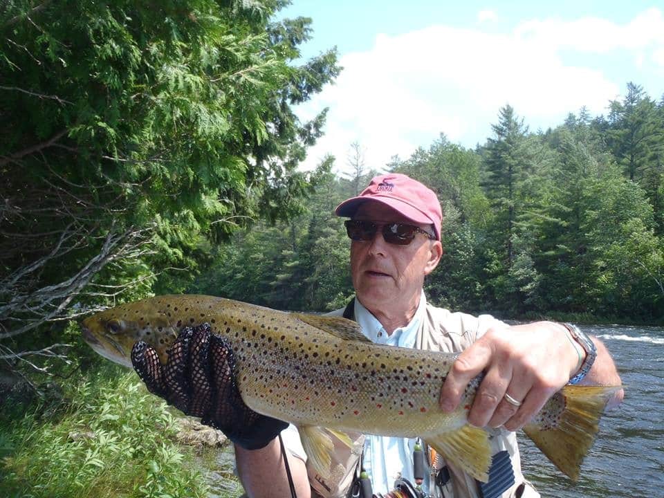 Kennebec River Brown Trout