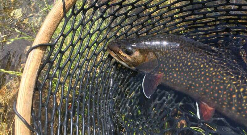 Kennebec River Brook Trout
